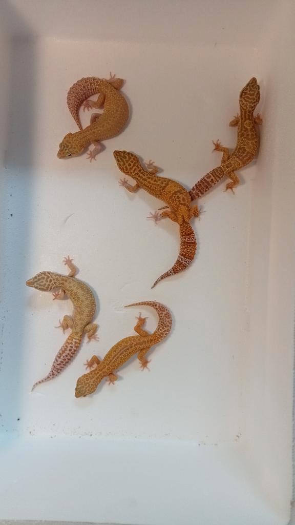 5 luipaard gekko's (vrouwen)
