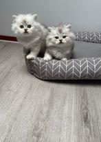 Britse langhaar kittens, Dieren en Toebehoren, Katten en Kittens | Raskatten | Langhaar