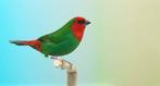 Koppel Roodkop papegaai amadine beschikbaar, Meerdere dieren, Tropenvogel