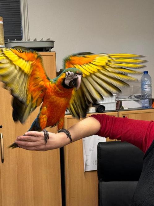 Catalina Ara 2025, Dieren en Toebehoren, Vogels | Parkieten en Papegaaien, Papegaai, Meerdere dieren, Pratend, Tam, Geringd