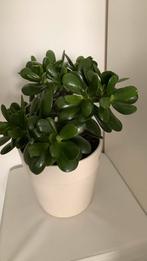 Cactus plant met pot €20, Ophalen, Halfschaduw, Minder dan 100 cm