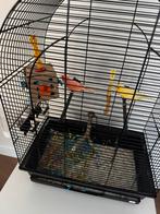 2 kanaries inclusief kooi en behoren, Ophalen of Verzenden