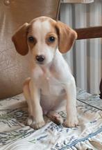 Zeer bijzondere BEAGLE x KOOIKER pup - reutje, Nederland, Reu, CDV (hondenziekte), 8 tot 15 weken