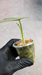 Alocasia Heterophylla 'Dragon Breath', Huis en Inrichting, Kamerplanten, Ophalen of Verzenden, Overige soorten, Minder dan 100 cm