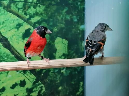 Prachtig koppel kapoetsensijzen met losse pop., Dieren en Toebehoren, Vogels | Overige Vogels, Meerdere dieren
