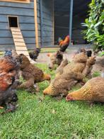 Brahma kriel jonge hennen en hanen, Dieren en Toebehoren, Pluimvee, Meerdere dieren, Kip