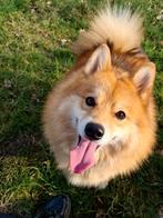 Zeer lieve F1 pomsky reu zoekt 4 ever huisje., Dieren en Toebehoren, Honden | Poolhonden, Keeshonden en Oertypen, 6 jaar of ouder