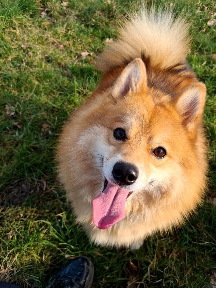 Zeer lieve F1 pomsky reu zoekt 4 ever huisje., Dieren en Toebehoren, Honden | Poolhonden, Keeshonden en Oertypen, Reu, Poolhond