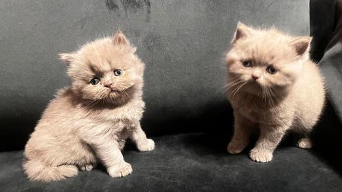 Britse korthaar kittens, Dieren en Toebehoren, Katten en Kittens | Raskatten | Korthaar, Meerdere dieren, 0 tot 2 jaar, Ontwormd