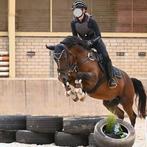 Betrouwbare allround D pony ruin M1 Dressuur, Gechipt, Ruin, M, 11 jaar of ouder