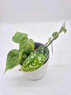 Scindapsus Pictus x Philodendron Scandens, Ophalen of Verzenden, Overige soorten, Minder dan 100 cm