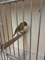 Raza espanjola kananies, Dieren en Toebehoren, Vogels | Kanaries, Mannelijk