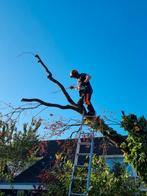 Boom verwijderen/stormschade/kappen/zagen/stobbefrezen, Tuin- of Vijveraanleg