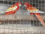 Rubino lutino rosella, Dieren en Toebehoren, Vogels | Parkieten en Papegaaien, Meerdere dieren, Parkiet