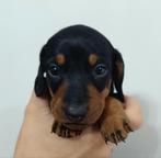Dwerg teckel pups korthaar (laatst beschikbaar), Dieren en Toebehoren, Honden | Teckels en Dashonden, België, Particulier, CDV (hondenziekte)