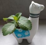 Mooie mooie Mother of thousands plantje in alpaca sierpotje., Huis en Inrichting, Kamerplanten, Ophalen, Overige soorten, In pot