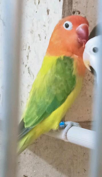 Prachtige brr agapornis fisheri opaline euwing geel  beschikbaar voor biedingen