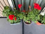 Geraniums, Ophalen, Zomer, Overige soorten, Volle zon