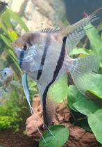 Maanvissen, Dieren en Toebehoren, Vissen | Aquariumvissen, Vis