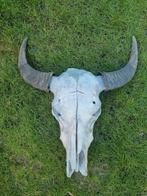 Waterbuffel skelet/ buffel schedel, Verzamelen, Dierenverzamelingen, Ophalen, Zo goed als nieuw, Wild dier, Schedel