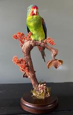 Opgezette zwaluwpapegaai, Verzamelen, Ophalen of Verzenden, Zo goed als nieuw, Vogel, Opgezet dier