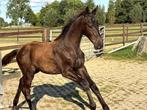 Prachtig hengstveulen One Million x Gribaldi, Minder dan 160 cm, Gechipt, Niet van toepassing, Dressuurpaard