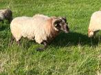 2 drentse heideschaap rammen, Dieren en Toebehoren, Mannelijk, Schaap