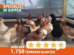 Araucana kippen | Speciale eieren | Passend advies, Dieren en Toebehoren, Pluimvee, Meerdere dieren, Kip