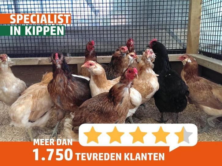 Araucana kippen | Speciale eieren | Passend advies, Dieren en Toebehoren, Pluimvee, Kip, Meerdere dieren