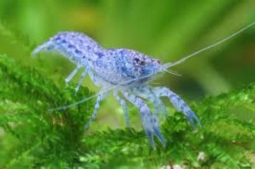 Cambarellus diminutus - Minidwergkreeft - Koidream Valburg, Dieren en Toebehoren, Vissen | Aquariumvissen, Zoetwatervis, Vis