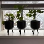 3 bloempotten met plant, Tuin en Terras, Bloempotten, Rond, Ophalen of Verzenden, Zo goed als nieuw, Aardewerk