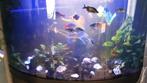 Prachtig Juwel hoek aquarium met kast, Dieren en Toebehoren, Vissen | Aquaria en Toebehoren, Grind, Zand of Voedingsbodem, Gebruikt
