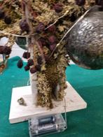 decoratie kerst ster van hout en mos, Diversen, Kerst, Ophalen of Verzenden, 'T Olde Gre-j, Info@toldegrej.nl, Endepoelstraat 20f Didam