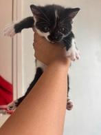 Lieve kittens, Meerdere dieren, Ontwormd