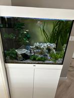 Aquarium 220 liter te koop, Ophalen, Zo goed als nieuw, Gevuld zoetwateraquarium