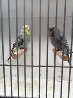Mooi koppel grasparkieten, Dieren en Toebehoren, Vogels | Parkieten en Papegaaien, Meerdere dieren, Parkiet