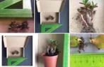 bio kamerplanten stekjes vetplanten Crasula Ovata, Huis en Inrichting, Kamerplanten, Vetplant, In pot, Minder dan 100 cm, Bloeiende kamerplant