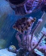 Vijlvis - Acreichthys Tomentosus, Vis, Zoutwatervis