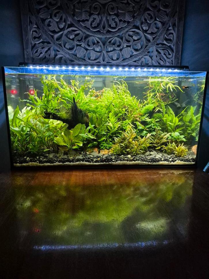 80 cm scape aquarium compleet !!, Dieren en Toebehoren, Vissen | Aquaria en Toebehoren, Zo goed als nieuw, Gevuld zoetwateraquarium