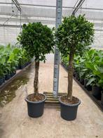Ficus nitida op stam , dikke stammen 160cm, Huis en Inrichting, Kamerplanten, Ophalen, Ficus, Halfschaduw, 150 tot 200 cm