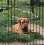Bordeauxdog teef, Overige rassen, 1 tot 2 jaar, Teef, Eén hond