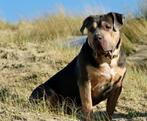 American bully XL, Dieren en Toebehoren, Reu, Eén hond, 3 tot 5 jaar, Nederland