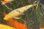 Koi Shiro utsuri III 50 cm, Dieren en Toebehoren, Vissen | Vijvervissen, Karper of Koi