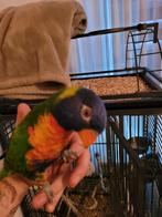 Jonge super tamme lori vdb, Dieren en Toebehoren, Vogels | Parkieten en Papegaaien, Geslacht onbekend, Papegaai, Tam