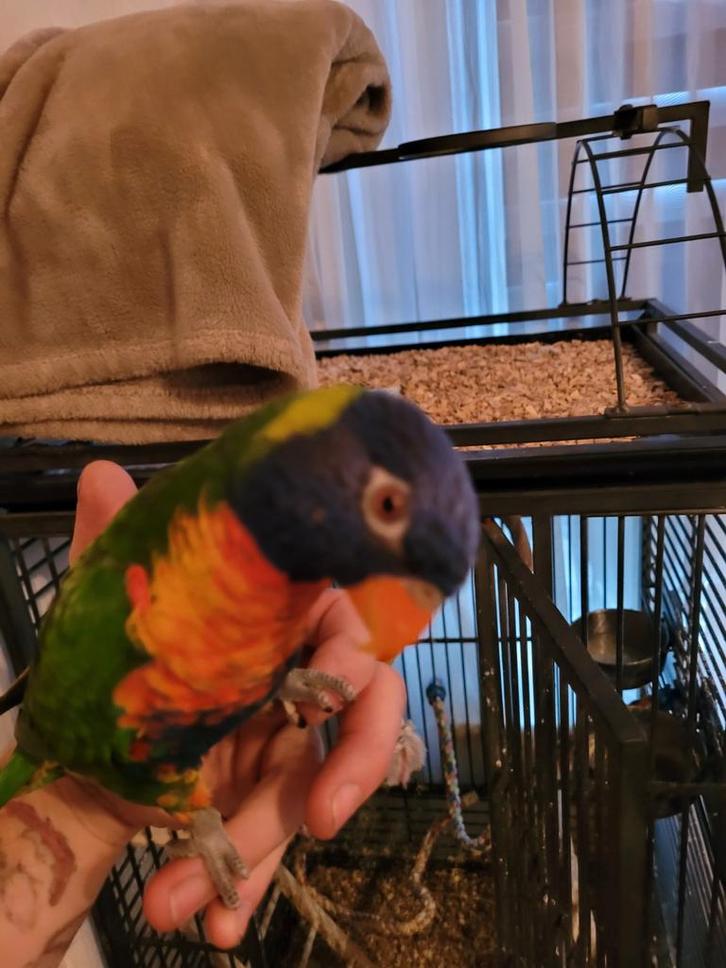 Jonge super tamme lori vdb, Dieren en Toebehoren, Vogels | Parkieten en Papegaaien, Papegaai, Geslacht onbekend, Tam