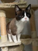 MJM Dogs Foundation: Claudie, Dieren en Toebehoren, Poes, Kortharig, 6 jaar of ouder