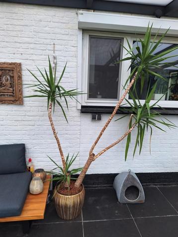 Yucca beschikbaar voor biedingen