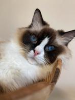 Jonge poes | ragdoll | getest | geholpen | ragdolls, Meerdere dieren, Langharig, 0 tot 2 jaar