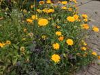 Zaden van goudsbloem/ Calendula, Tuin en Terras, Bloembollen en Zaden, Ophalen of Verzenden, Volle zon