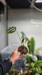 Monstera subpinnata, Ophalen, Overige soorten, Minder dan 100 cm
